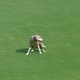 Illustration for article titled Very Good Dog Interrupts Cricket Match, Makes A Doo-Doo On The Field